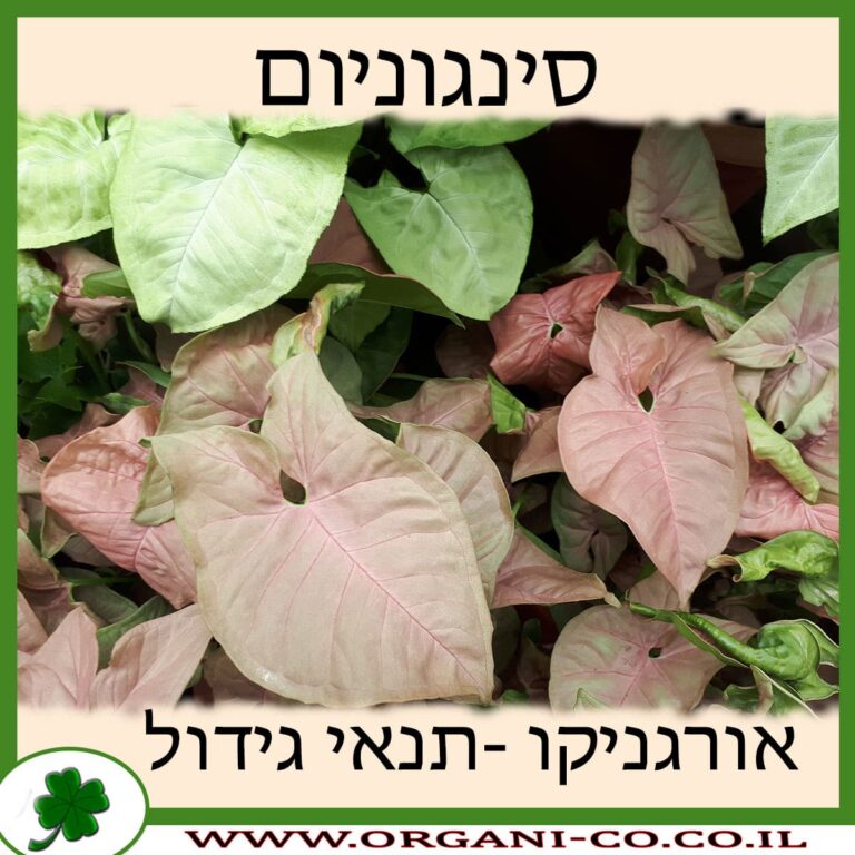 סינגוניום סינגוניום