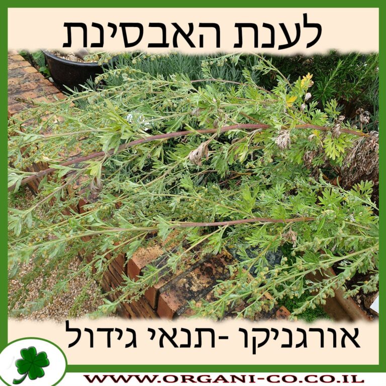 לענת האבסינת לענת האבסינת