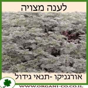 לענה מצויה