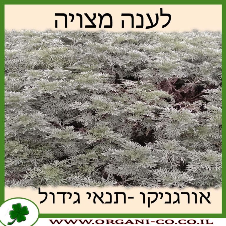 לענה מצויה לענה מצויה
