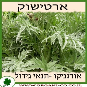 ארטישוק גידול צמח