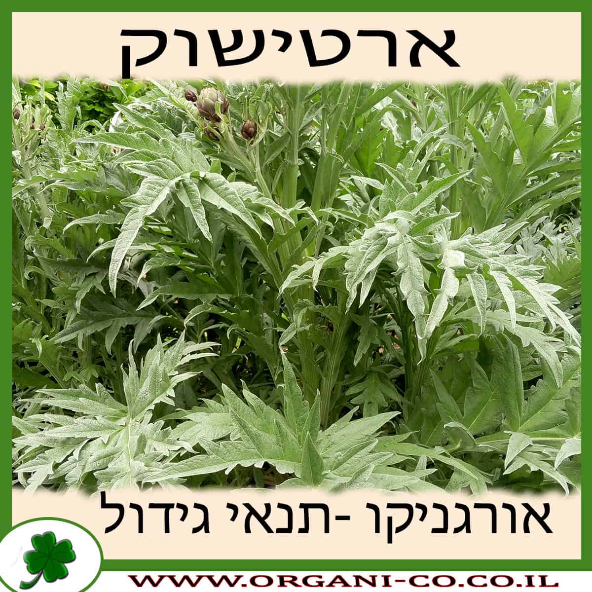 ארטישוק גידול צמח