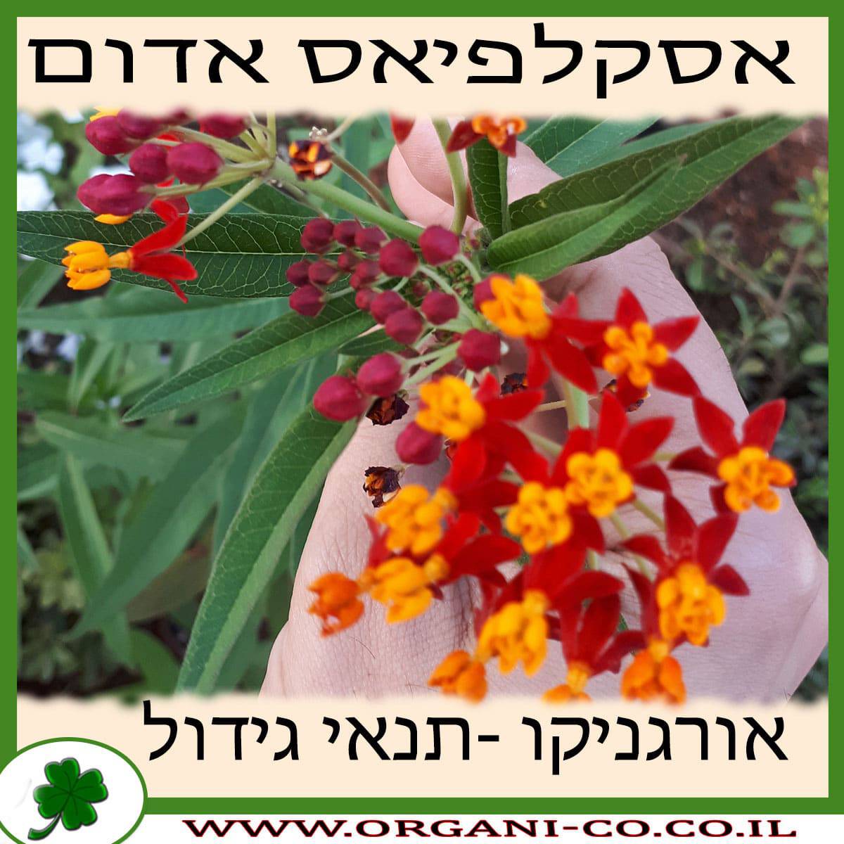 אסקלפיאס אדום גידול צמח