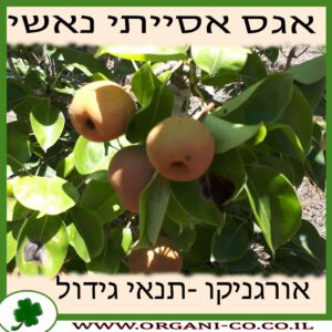 אגס אסייתי נאשי גידול צמח