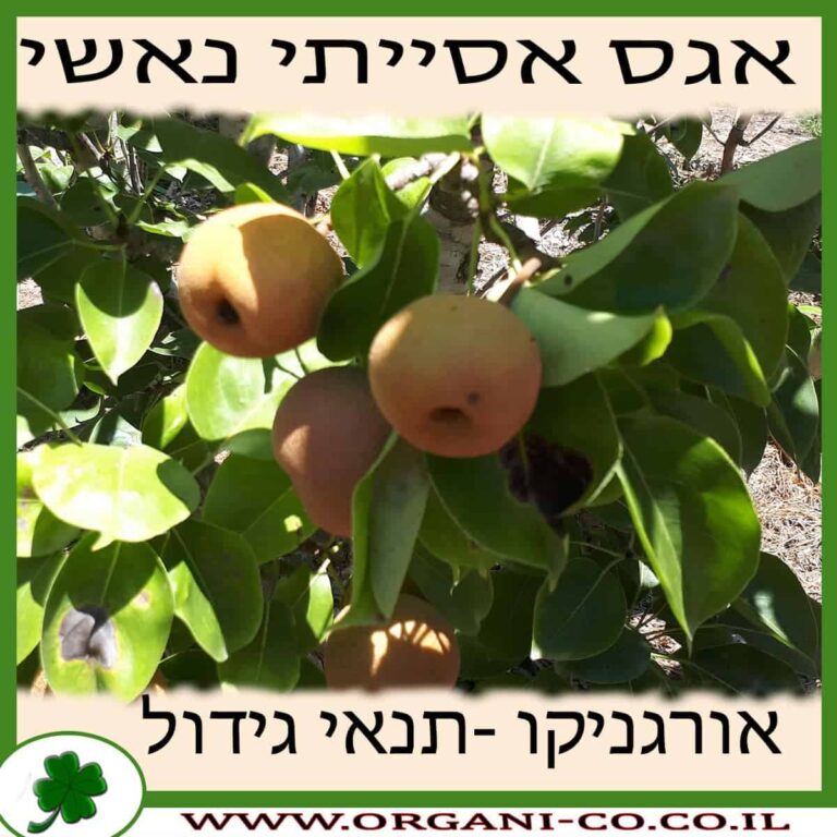אגס עדן אגס אסייתי נאשי גידול צמח