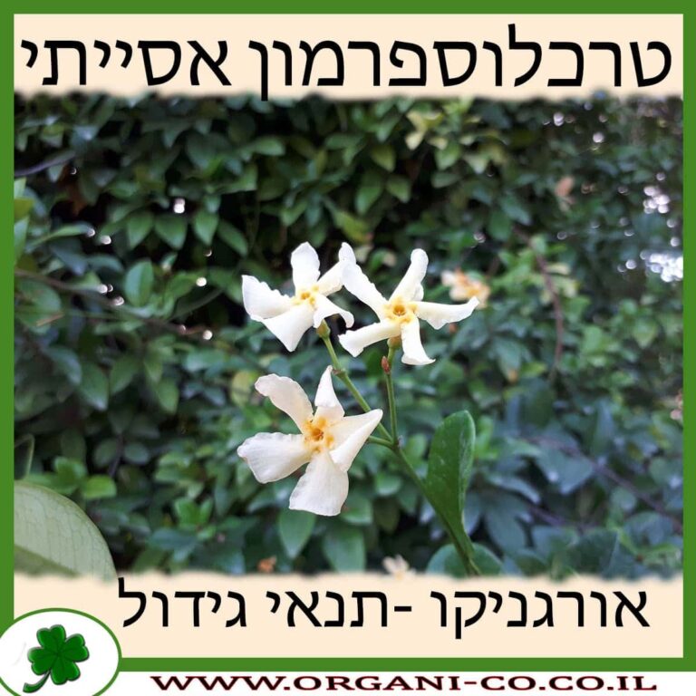 טרכלוספרמון אסייתי טרכלוספרמון אסייתי
