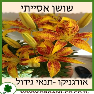 שושן אסייתי