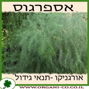 אספרגוס גידול צמח