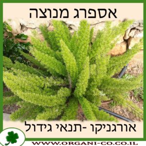 אספרג מנוצה