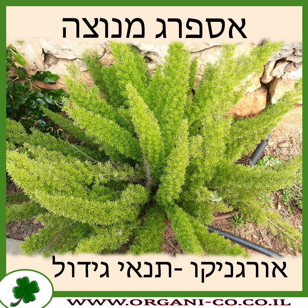 אספרג מנוצה