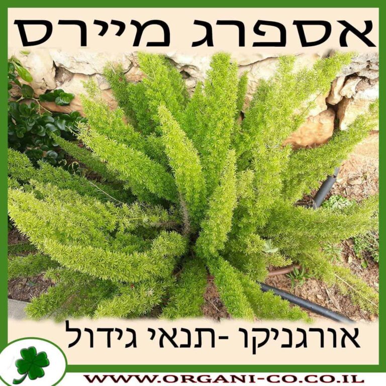 אספרג מיירס אספרג מיירס גידול צמח