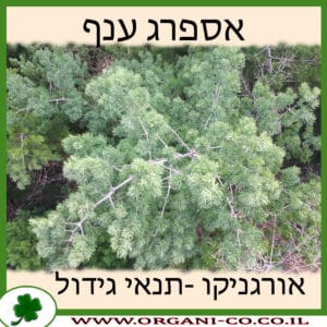 אספרג ענף