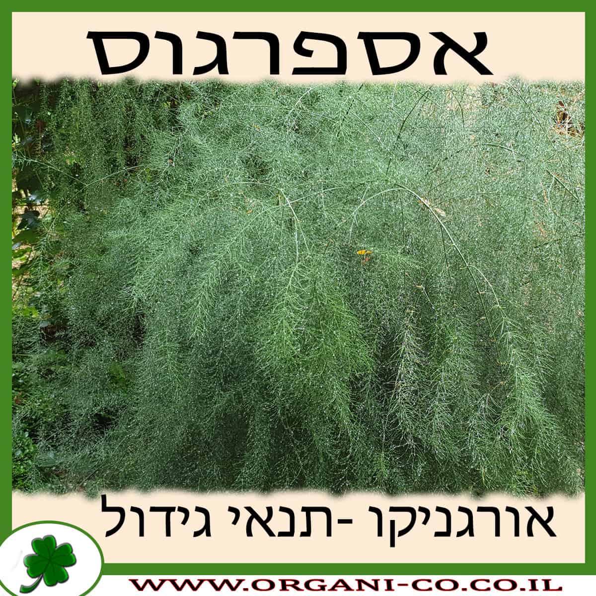 אספרגוס גידול צמח