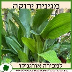 מגינית ירוקה 10 ליטר