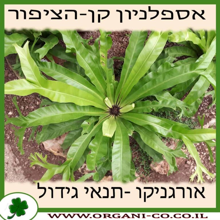 שרך קן-הציפור אספלניון קן-הציפור גידול צמח