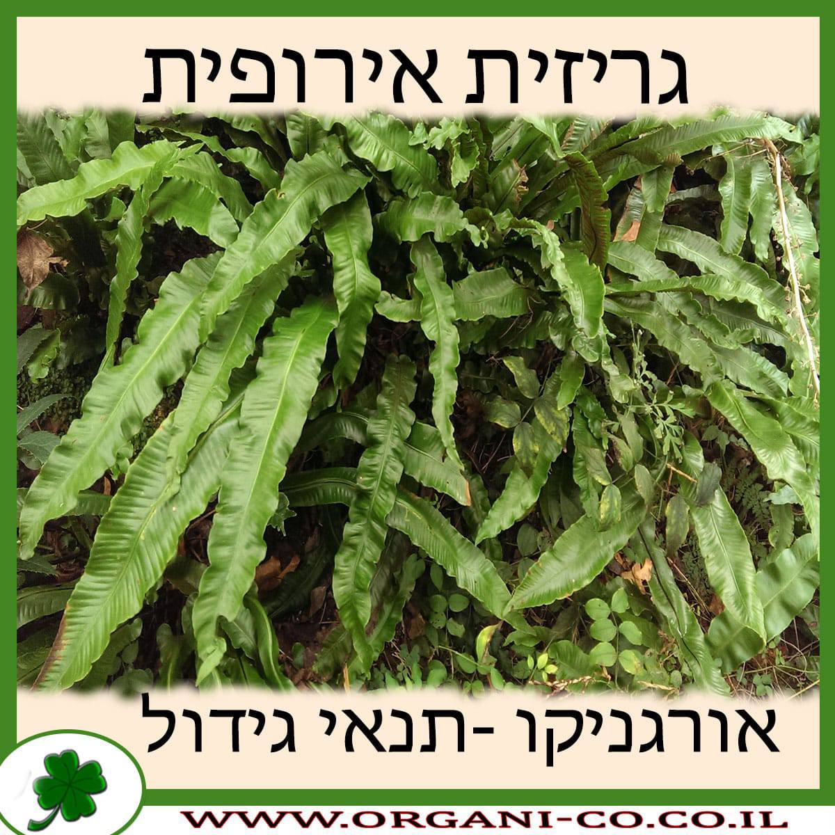 גריזית אירופית