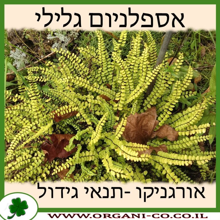אספלניום גלילי אספלניום גלילי