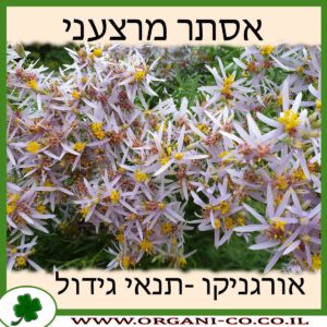 אסתר מרצעני