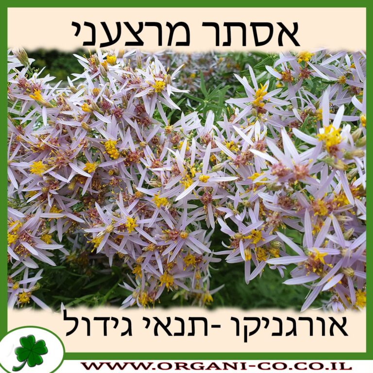 אסתר מרצעני