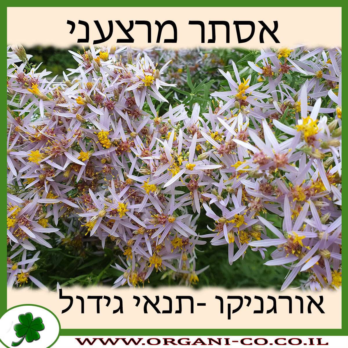 אסתר מרצעני