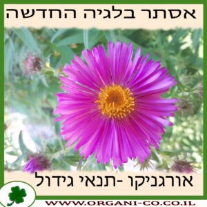 אסתר בלגיה החדשה גידול צמח