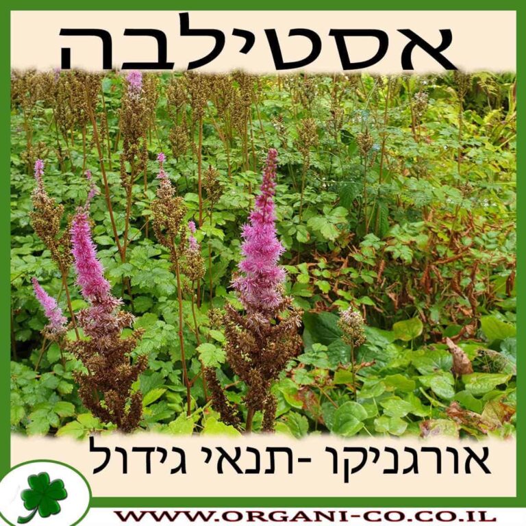 אסטילבה אסטילבה גידול צמח