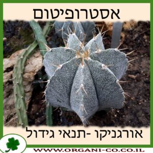 אסטרופיטום