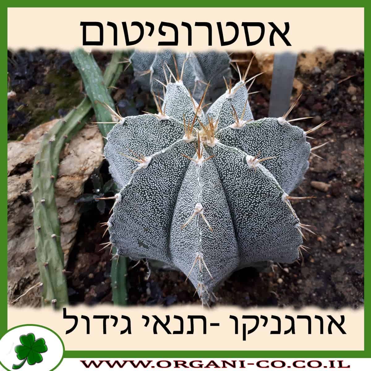 אסטרופיטום