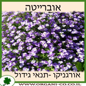 אוברייטה