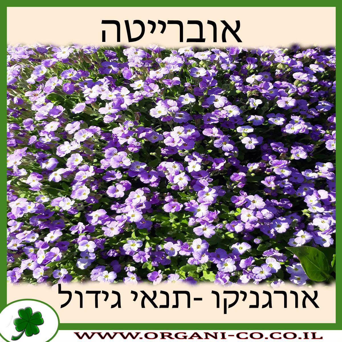 אוברייטה