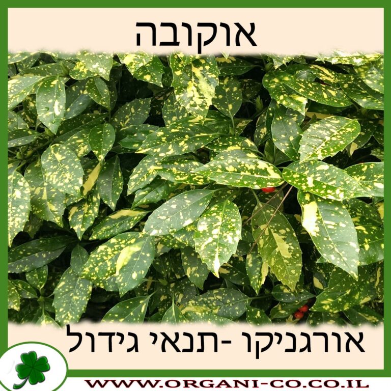 אוקובה אוקובה