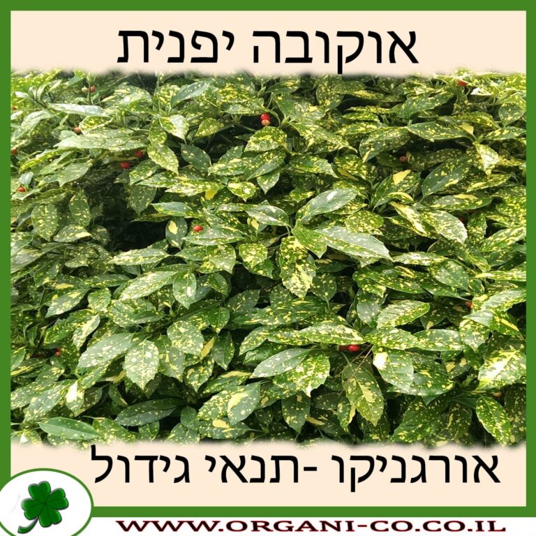 אוקובה יפנית אוקובה יפנית