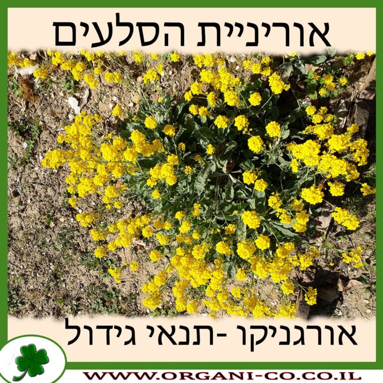 אוריניית הסלעים