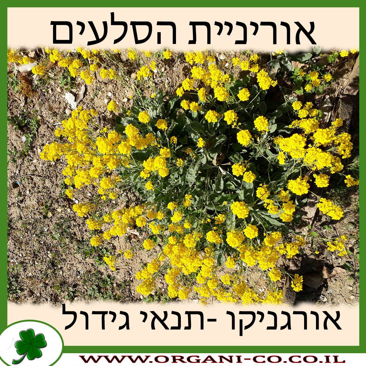 אוריניית הסלעים