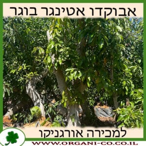 אבוקדו אטינגר בוגר 8 צול למכירה - מחיר