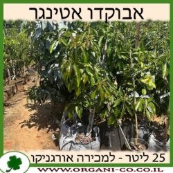 אבוקדו אטינגר 25 ליטר