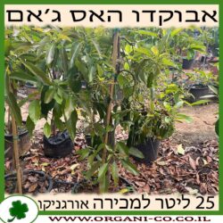 אבוקדו האס ג׳אם 25 ליטר