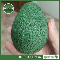 אבוקדו הרווסט למכירה - מחיר