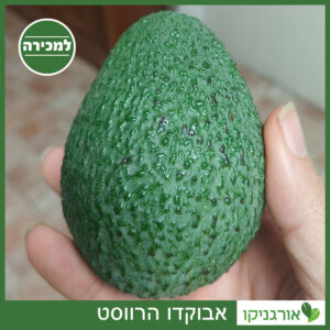 אבוקדו הרווסט למכירה - מחיר