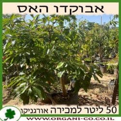 אבוקדו האס 50 ליטר