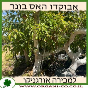 אבוקדו האס בוגר למכירה - מחיר