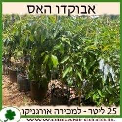 אבוקדו האס 25 ליטר