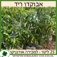 אבוקדו ריד 25 ליטר למכירה - מחיר
