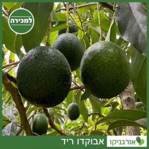 אבוקדו ריד עץ אבוקדו ריד למכירה - מחיר