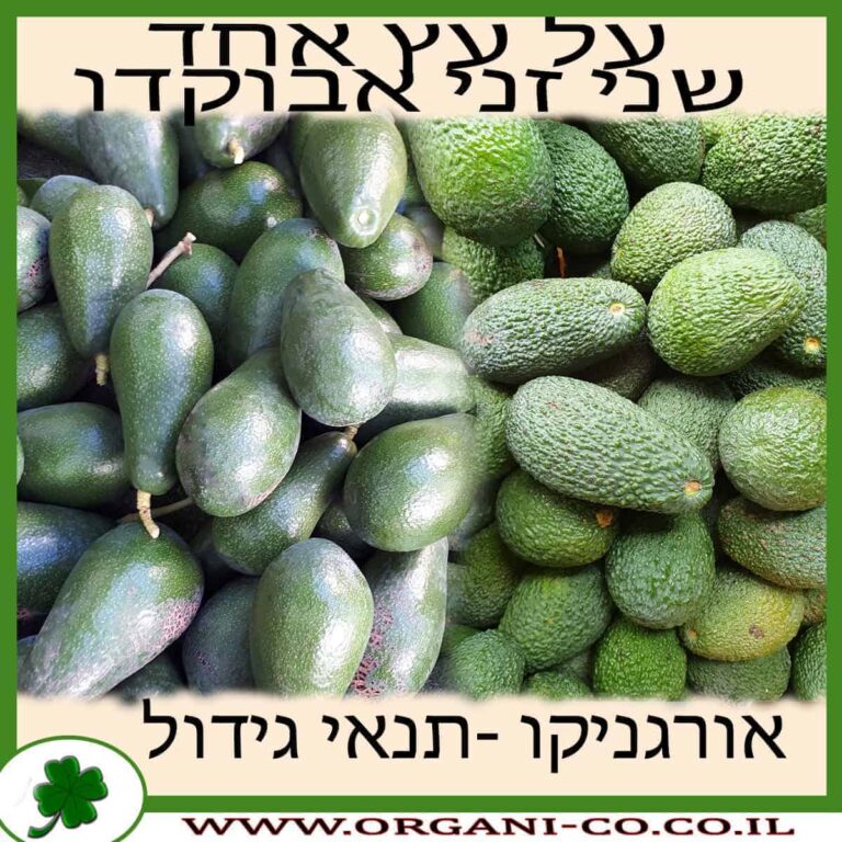 אבוקדו אבוקדו שני זנים על עץ אחד למכירה