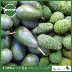 אבוקדו רב בוסתן (האס ואטינגר)