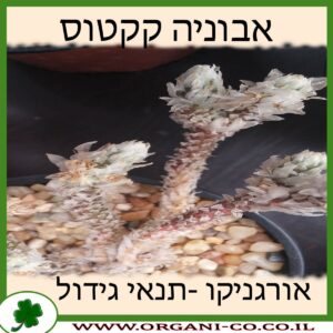 אבוניה קקטוס