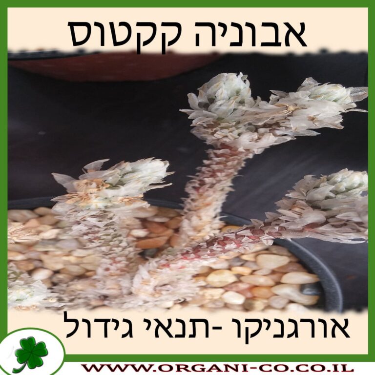 אבוניה קקטוס אבוניה קקטוס