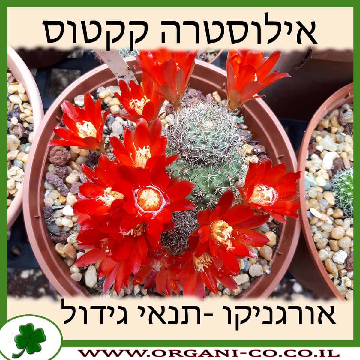 אילוסטרה קקטוס