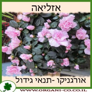 אזליאה